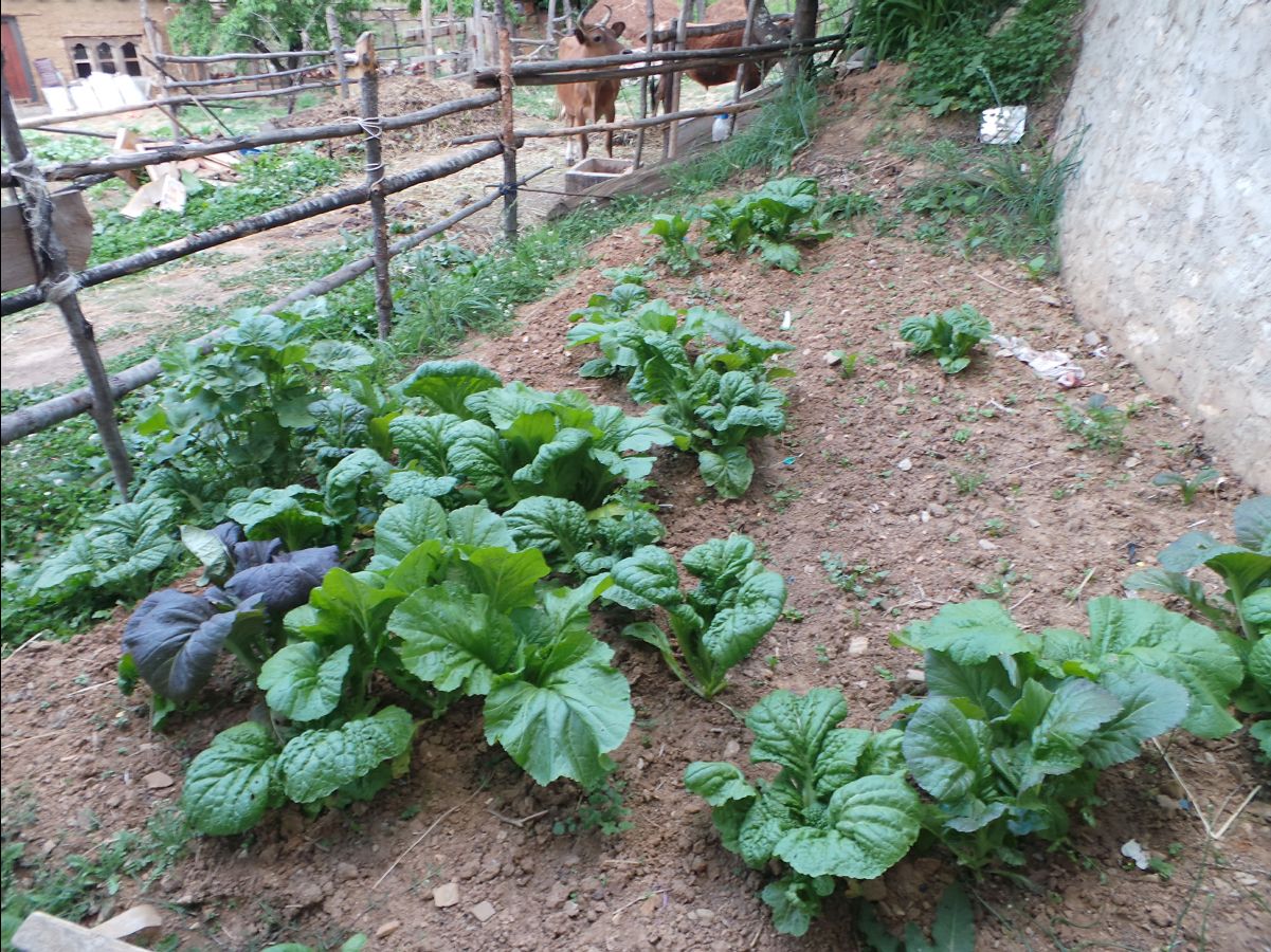 Visiting a local farm family05